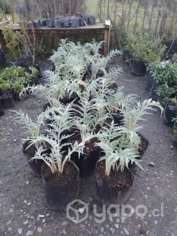 Plantas, frutales y suculentas
