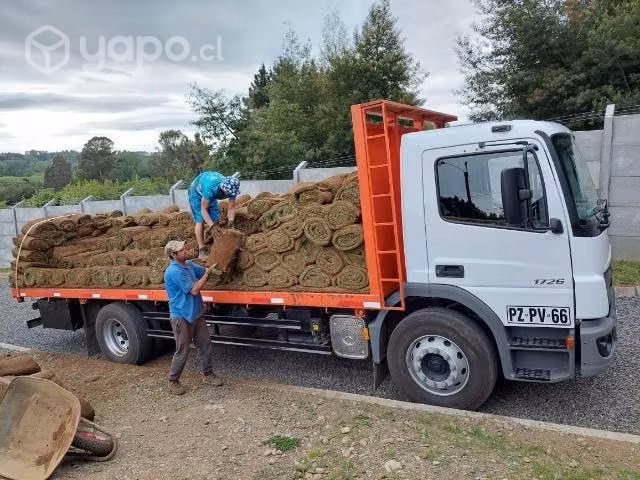 Pasto alto trafico