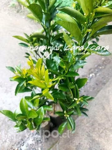 Naranja cara cara - Imagen 2