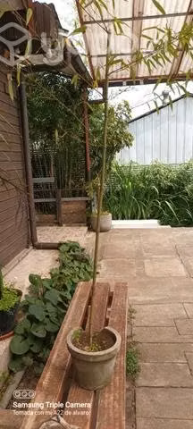 Plantas de bambu