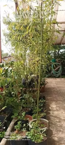Plantas de bambu