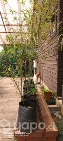Plantas de bambu
