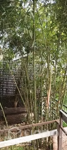 Plantas de bambu