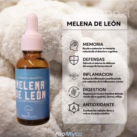 Extracto de Melena de León