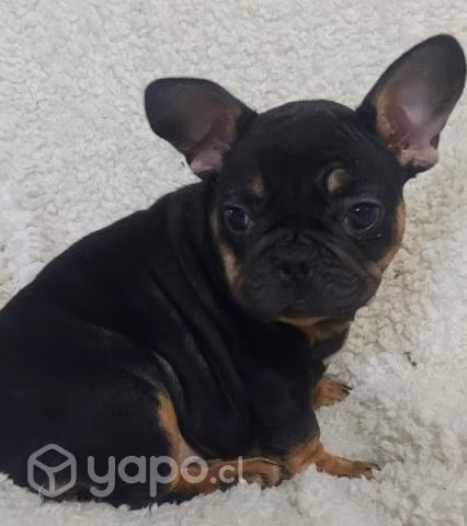 Bulldog frances (hembra)