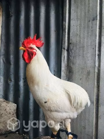 Gallos colloncos - Imagen 2