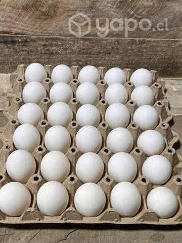 Huevos de campo Segunda blanco y color