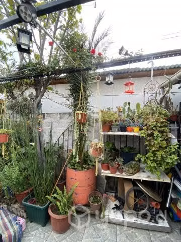Palmera Venta