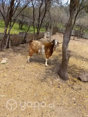chivato