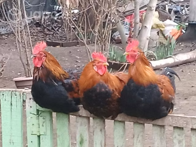 gallos y gallinas