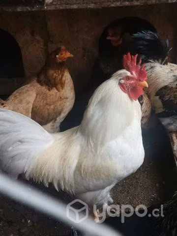 gallos y gallinas - Imagen 5