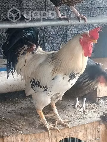 gallos y gallinas - Imagen 2