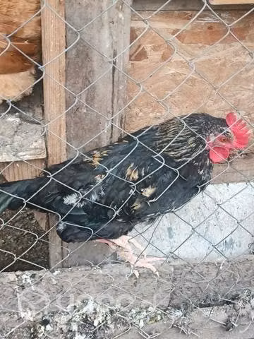 gallos y gallinas - Imagen 3