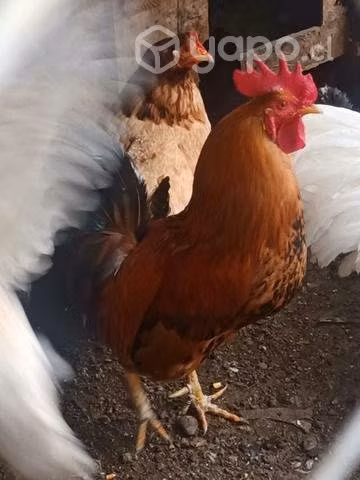 gallos y gallinas - Imagen 4