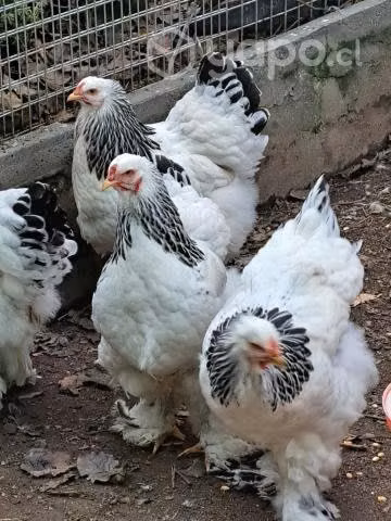 Huevos d gallinas Brahma - Imagen 3