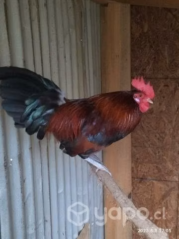 gallos criollos