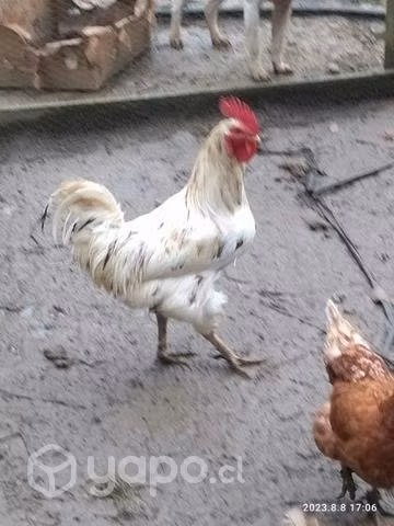 gallos criollos