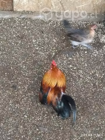 gallos criollos