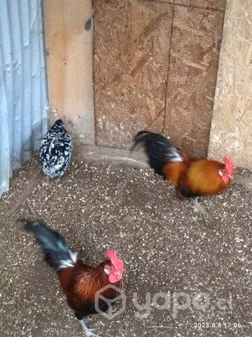 gallos criollos