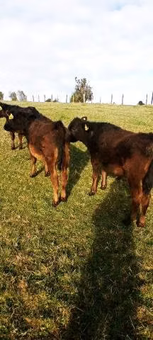 Terneros y vaquillas