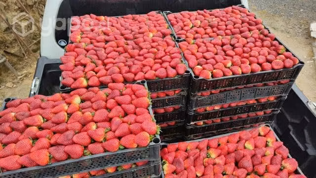 Frutillas