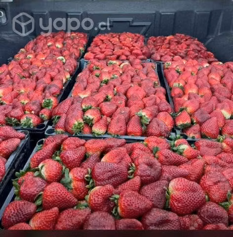 Frutillas