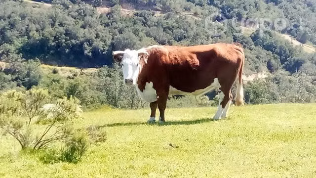 Buey manso - Imagen 3