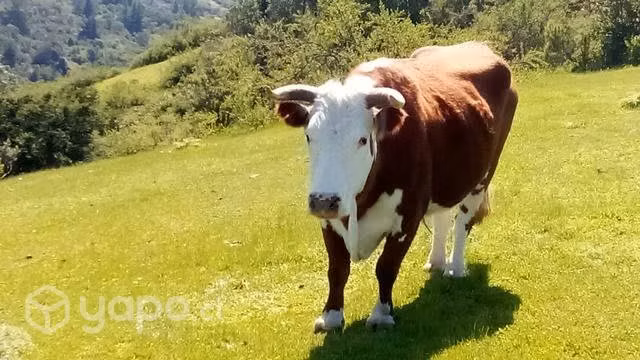 Buey manso - Imagen 2