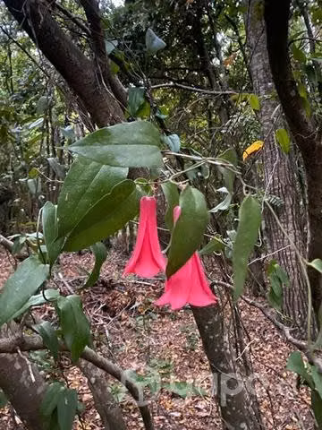 Terreno camino a las termas de Chillán KM47.5