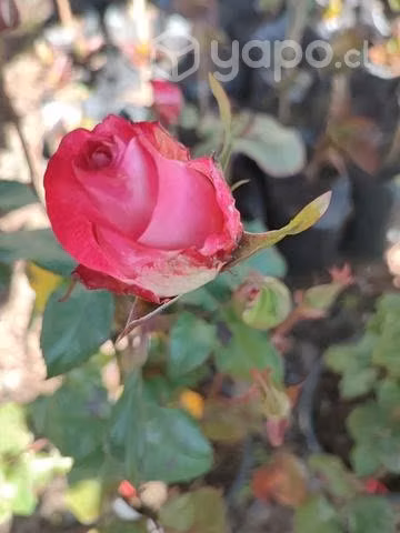 Jardín y Vivero Escaida