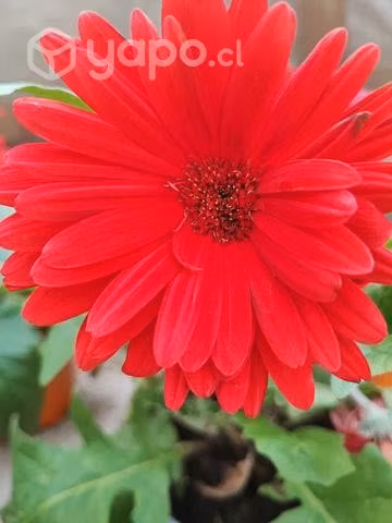 Jardín y Vivero Escaida