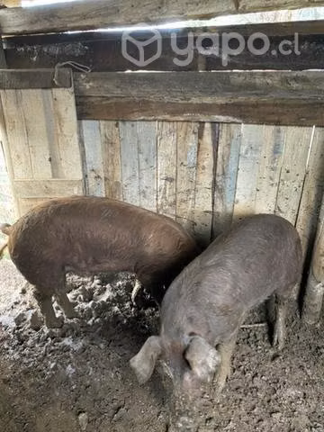 Chanchos