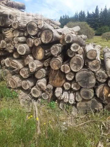 Venta leña de eucalipto seca