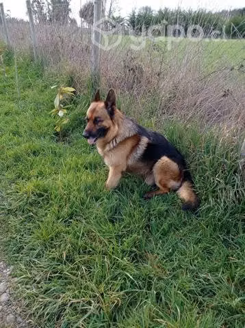Nesecito una perrita para cruza
