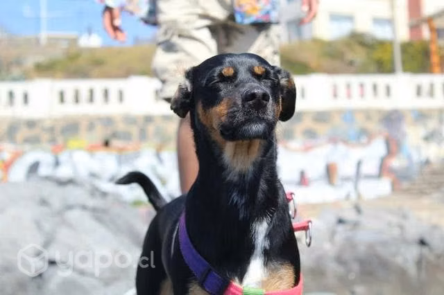 Hola Paseamos perritos en Providencia