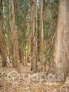 Bosque de eucalipto