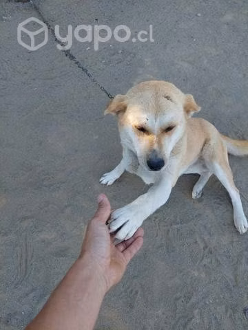 Perrita en adopción. - Imagen 2