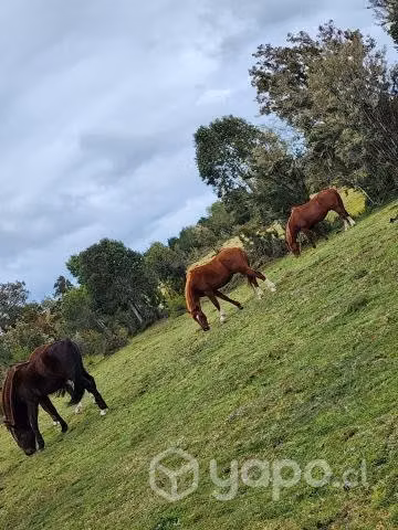 Caballo 2 años 1/2