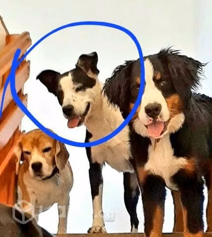 perrita