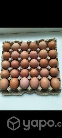 Huevos de gallina libre - Imagen 2