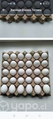 Huevos de gallina libre