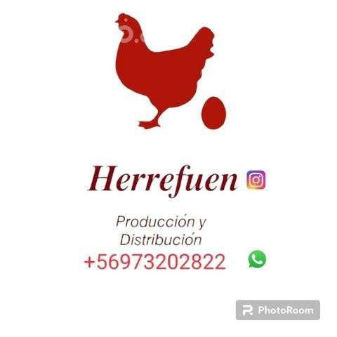 Huevos de gallina libre - Imagen 3