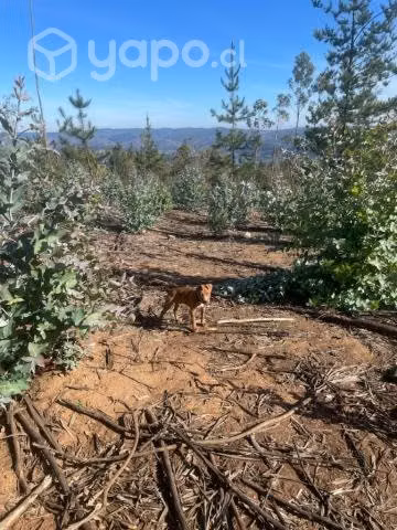 Sitio o Terreno en Pañul - Imagen 11
