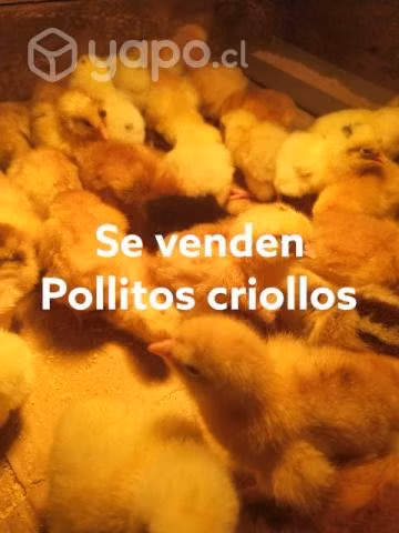 Pollitos Criollos Temuco - Imagen 2