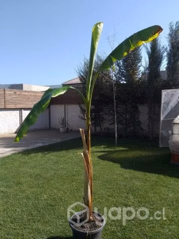 Árbol de Plátano 2.40 mt