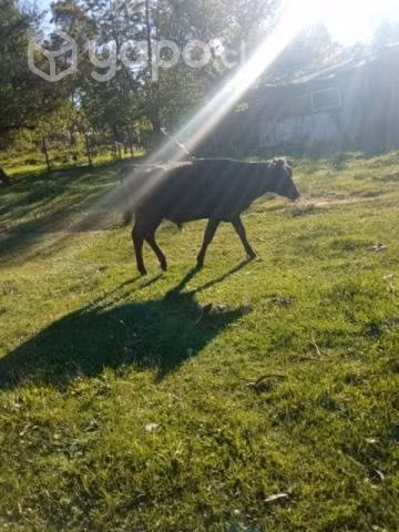 Torito
