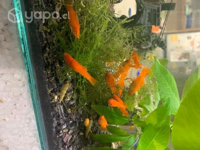 Peces - Imagen 2