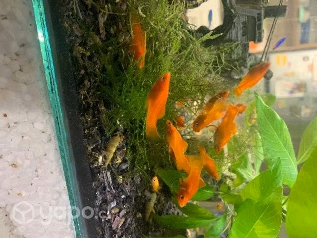 Peces