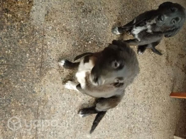 Lindas cachorritas - Imagen 2
