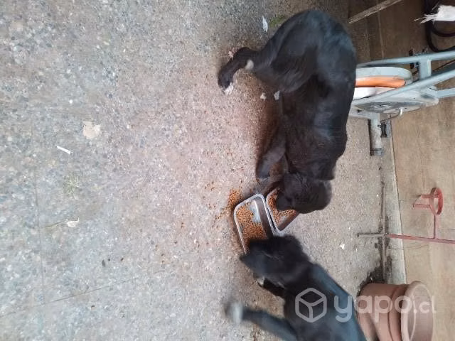 Lindas cachorritas - Imagen 3
